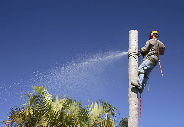 Tree and Shrub Care in Lamar, AR