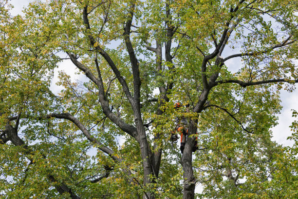 Seasonal Cleanup (Spring/Fall) in Lamar, AR